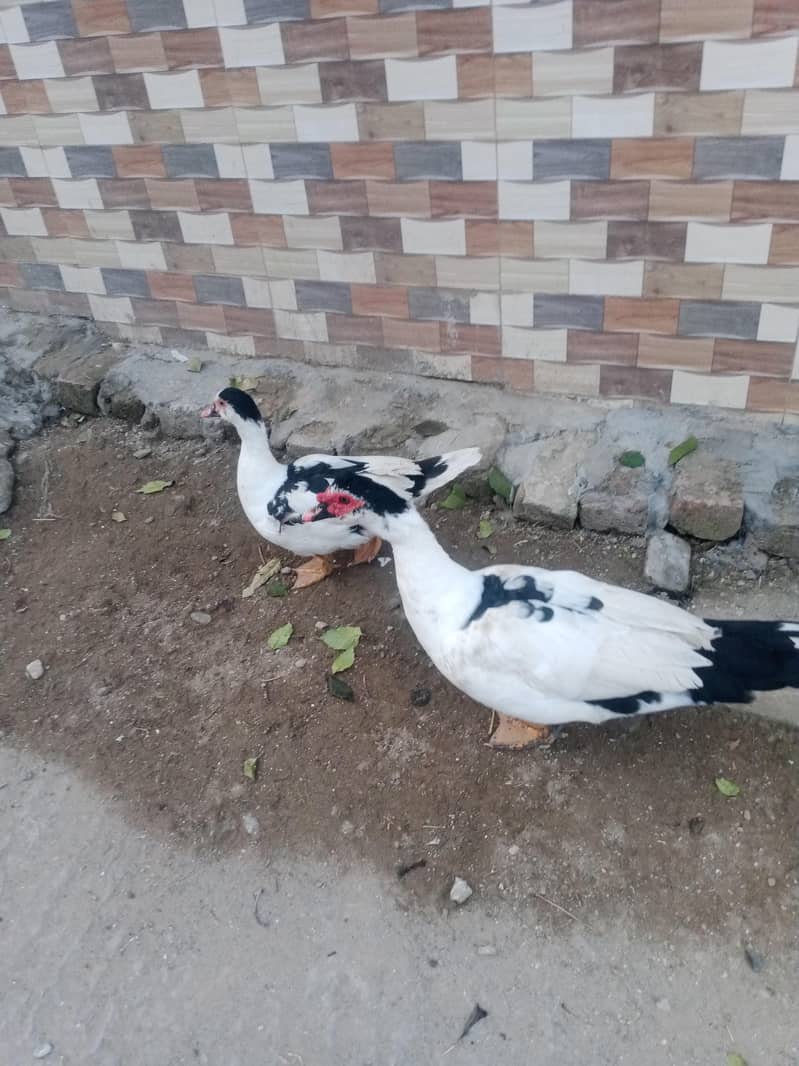 Muscovy ducks 2