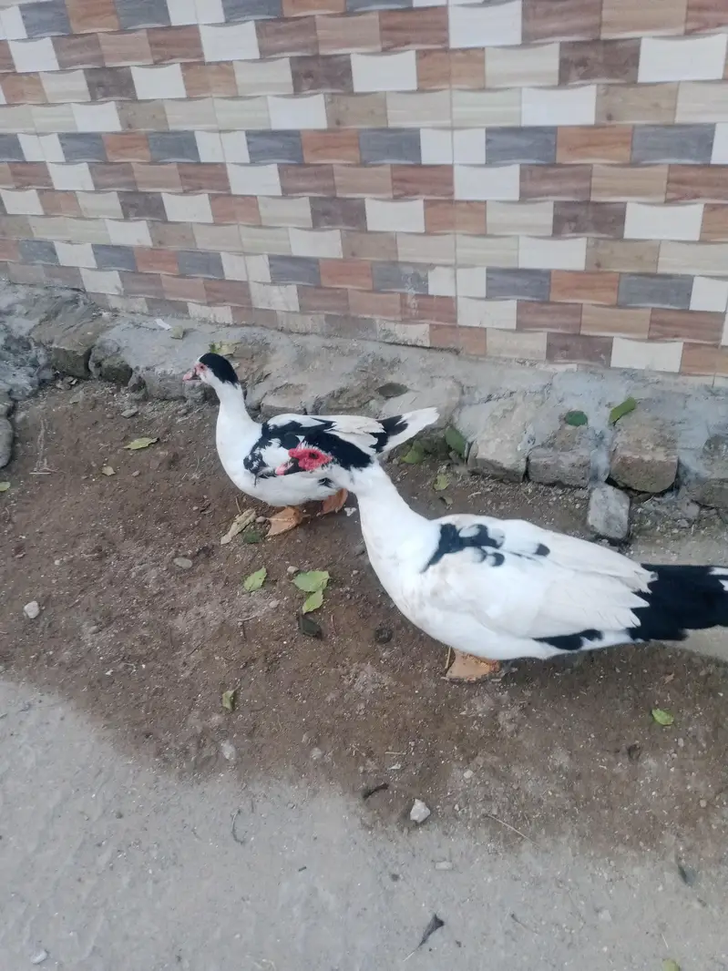 Muscovy ducks — photo 3