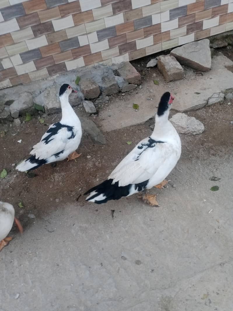 Muscovy ducks 3