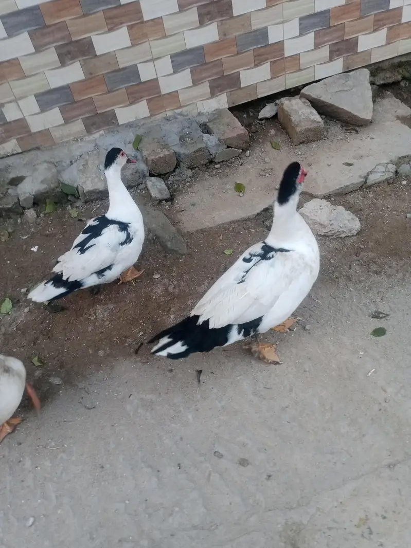 Muscovy ducks — photo 4