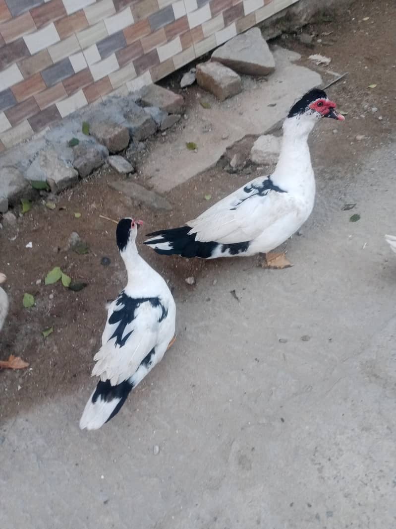 Muscovy ducks 4