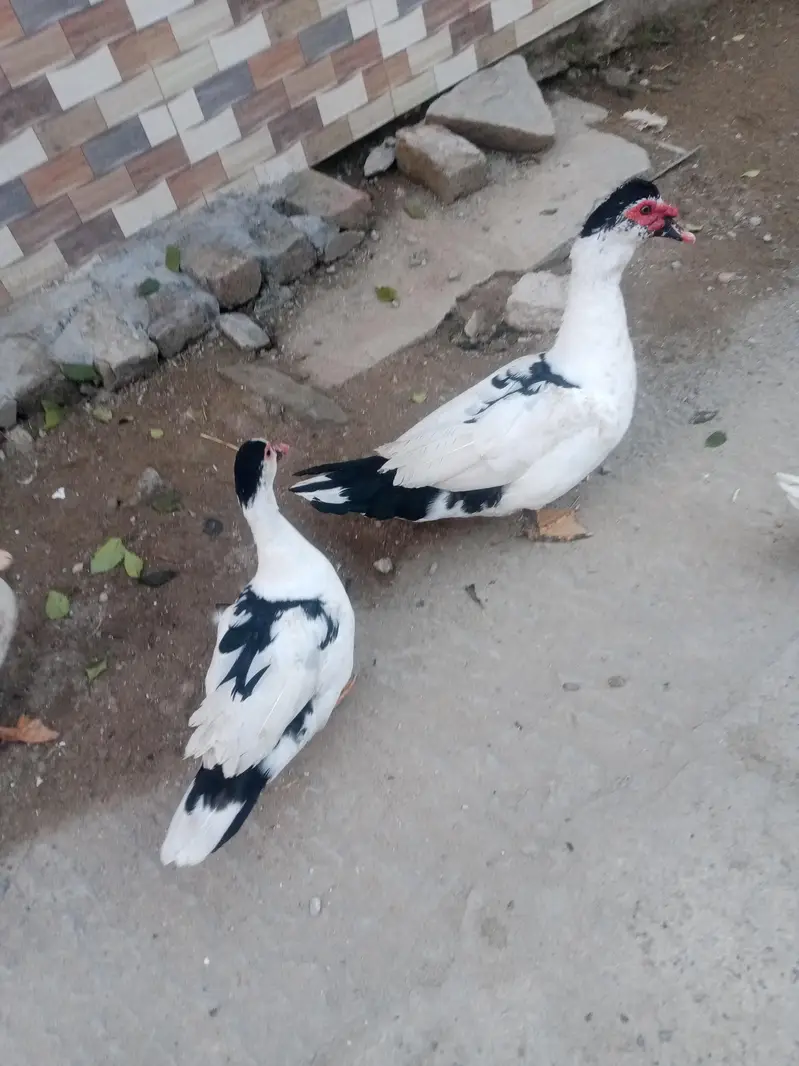 Muscovy ducks — photo 5