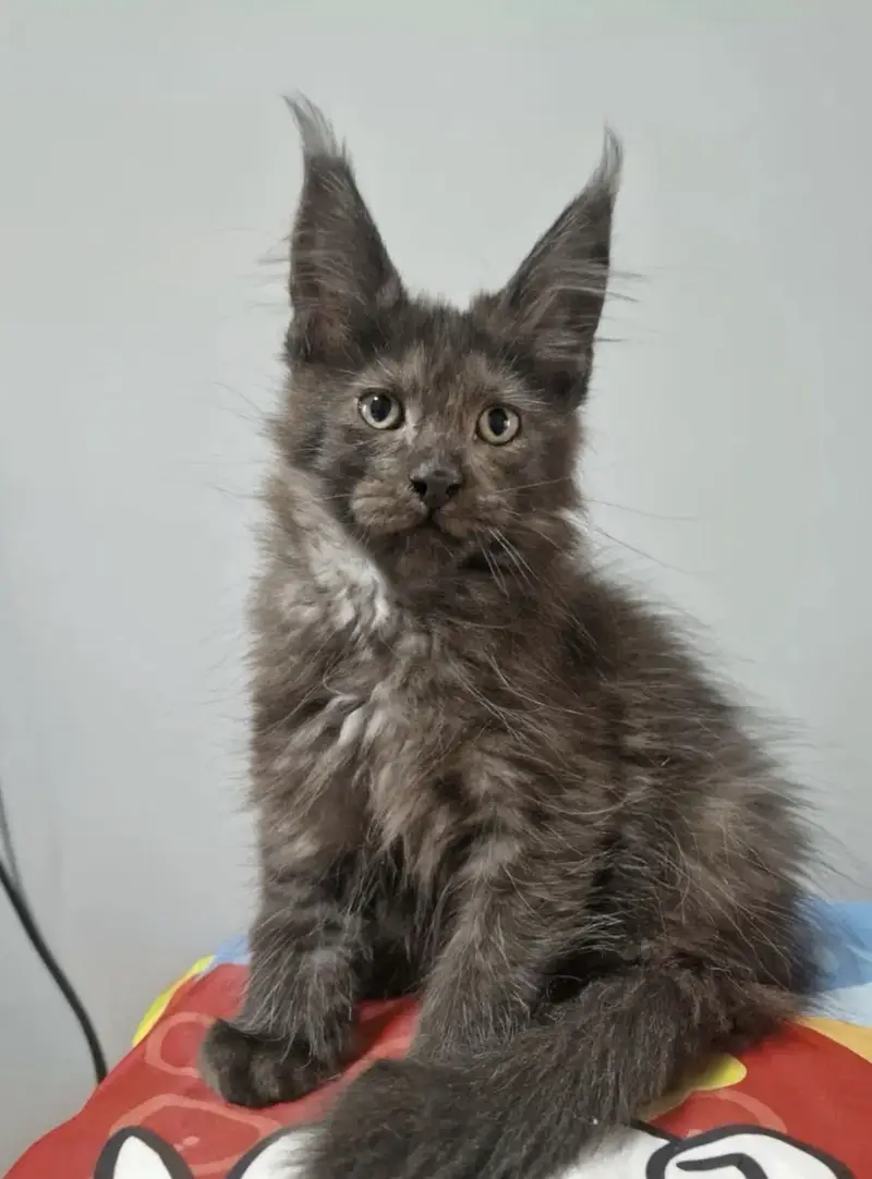Maine coon — photo 3