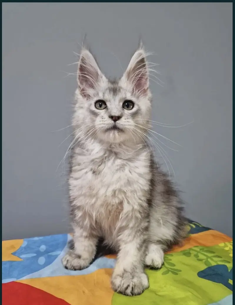 Maine coon — photo 4