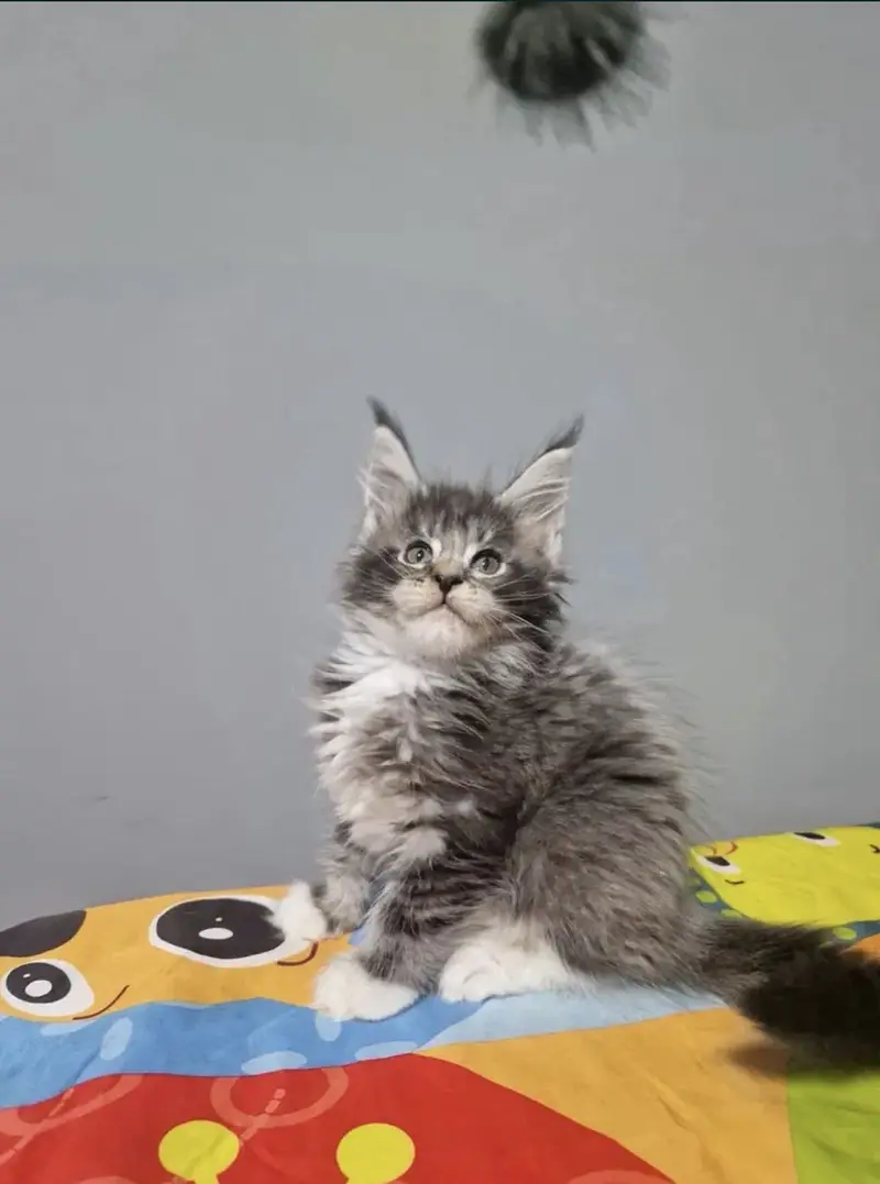 Maine coon — photo 5