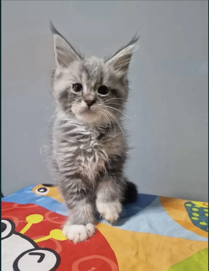 Maine coon — photo 6