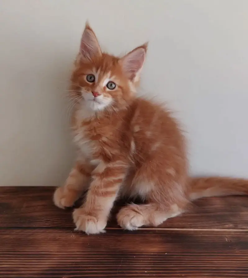 Maine coon — photo 7