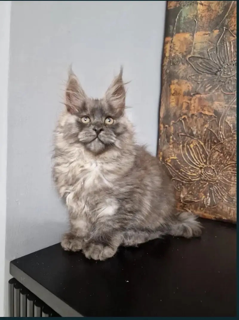 Maine coon — photo 9