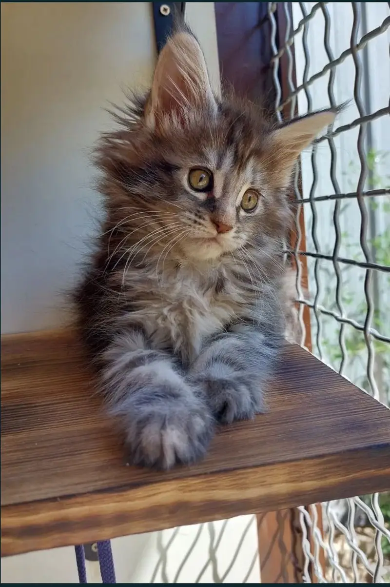 Maine coon — photo 10