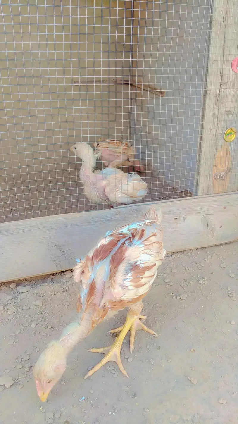 aseel chick and patha for sale — photo 2