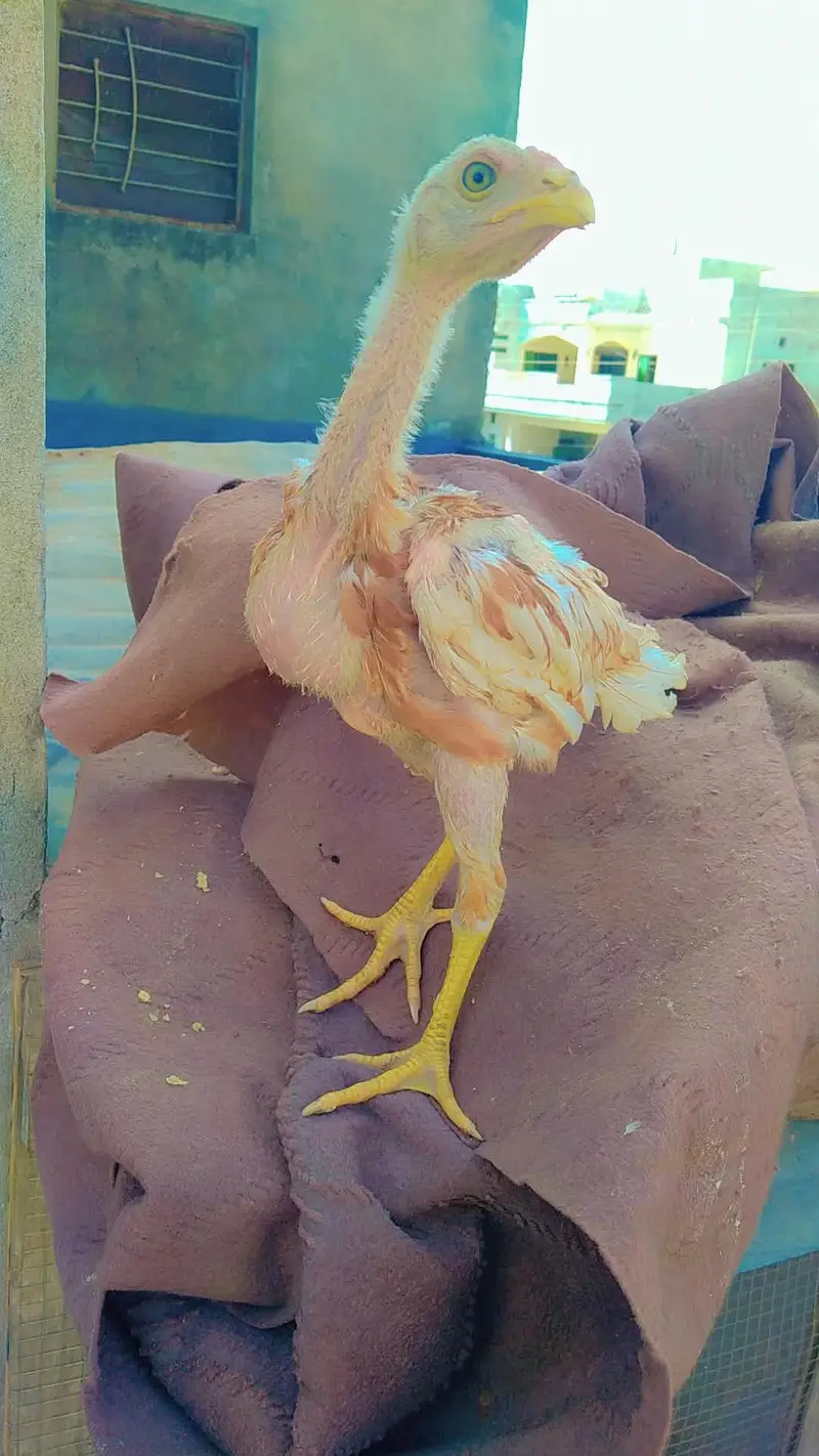 aseel chick and patha for sale — photo 6