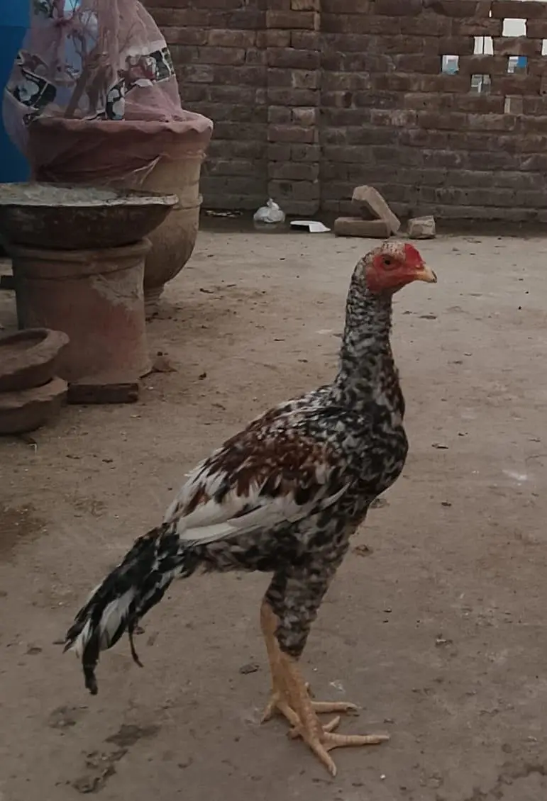 aseel chick and patha for sale — photo 8