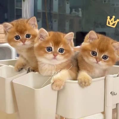 British shorthair