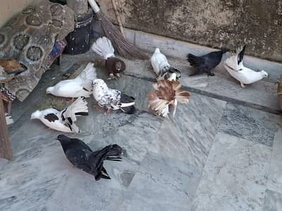Pigeon Luckay for sales
