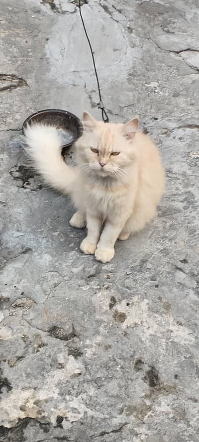 cat female