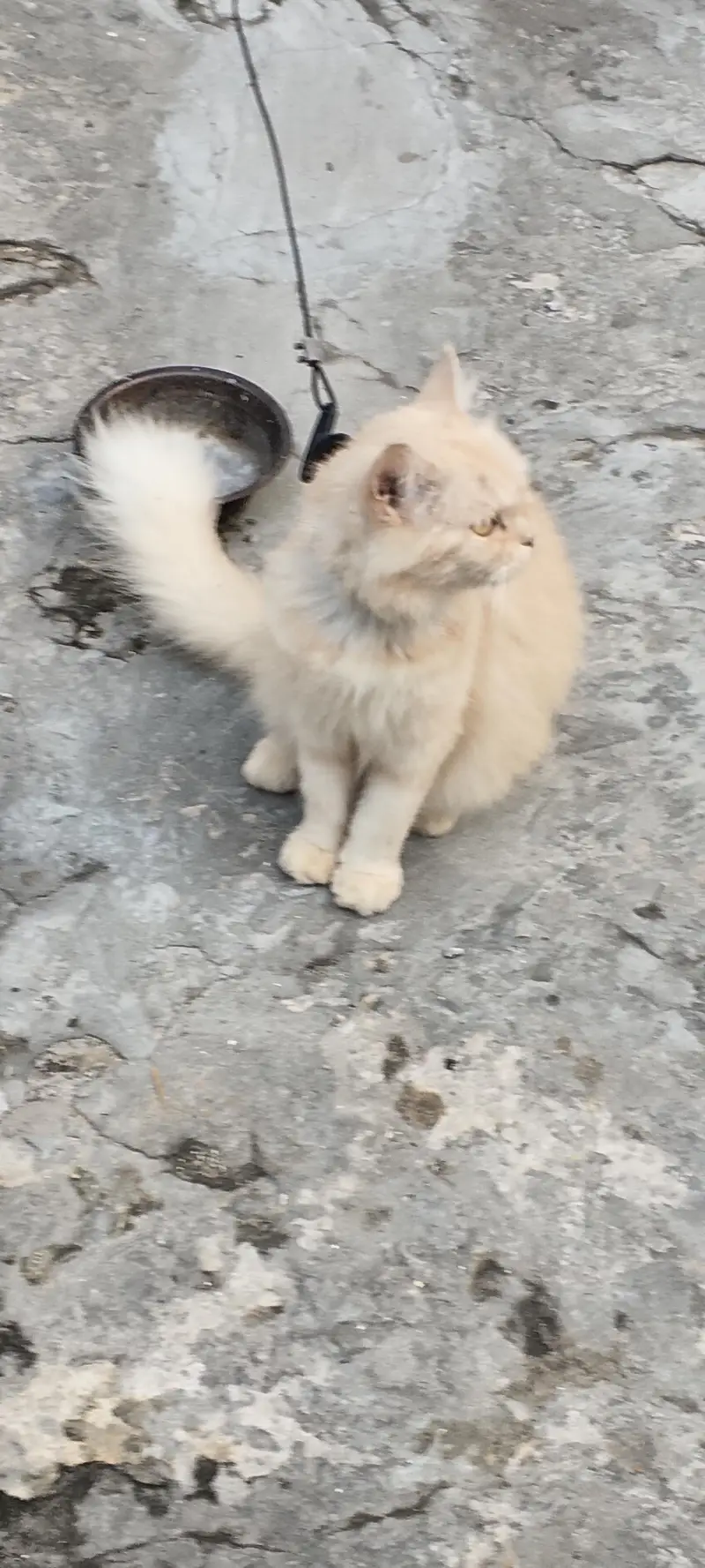 cat female — photo 2