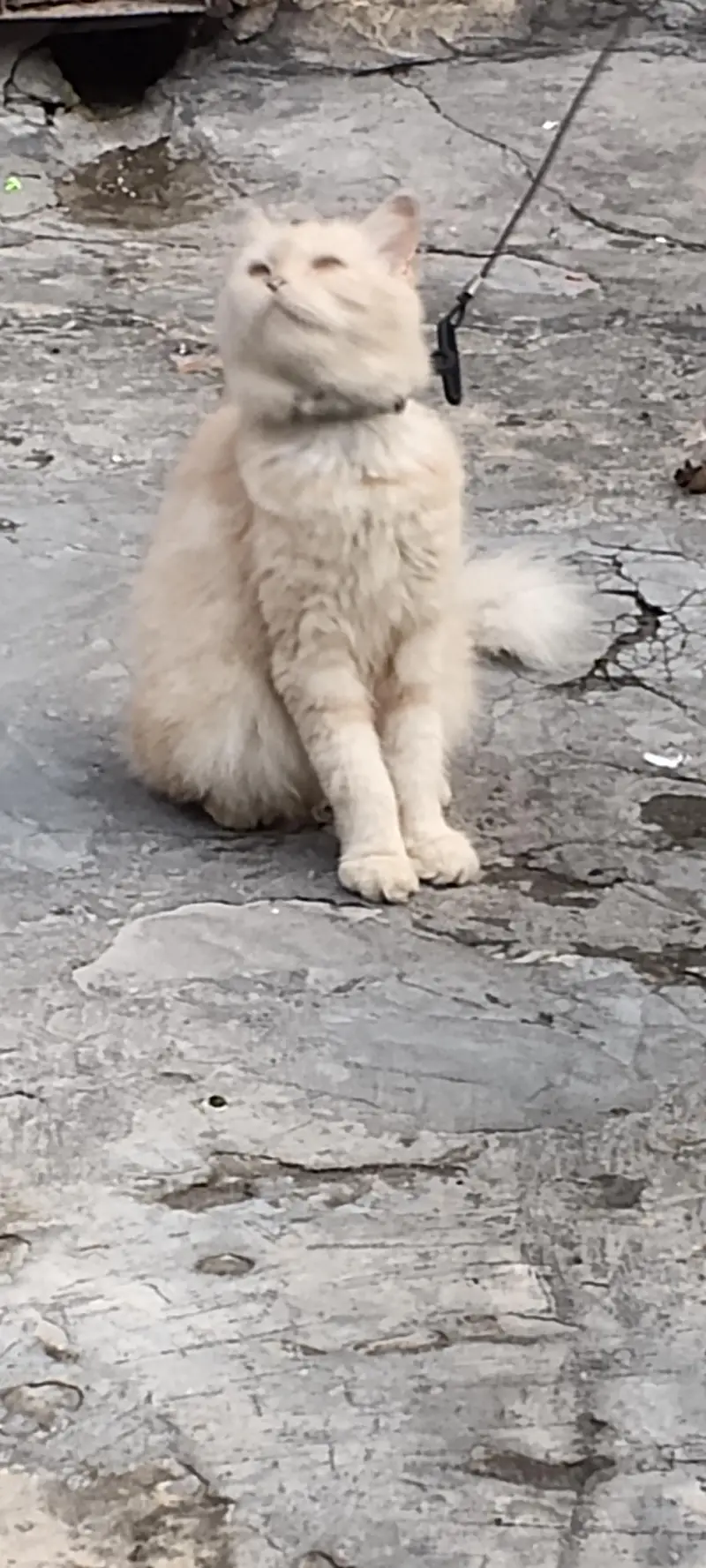 cat female — photo 3