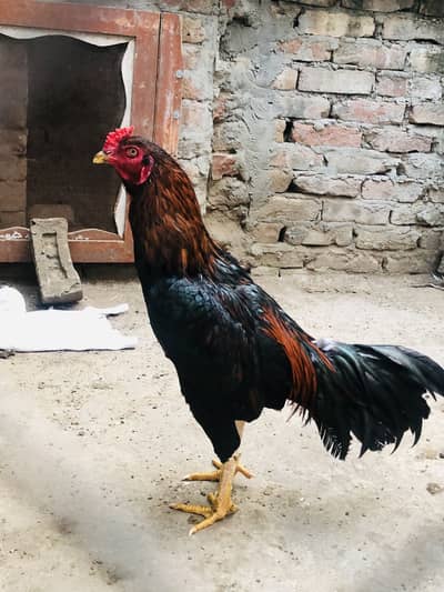 Aseel roaster for sale home bread