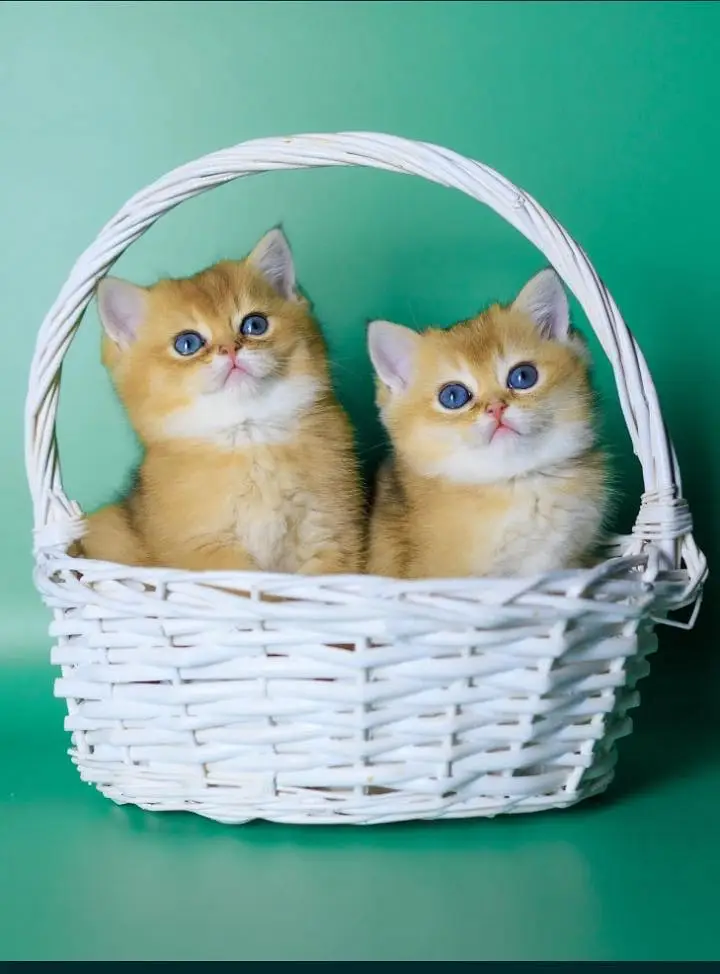 British shorthair