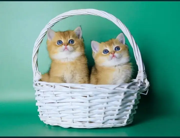 British shorthair — photo 2