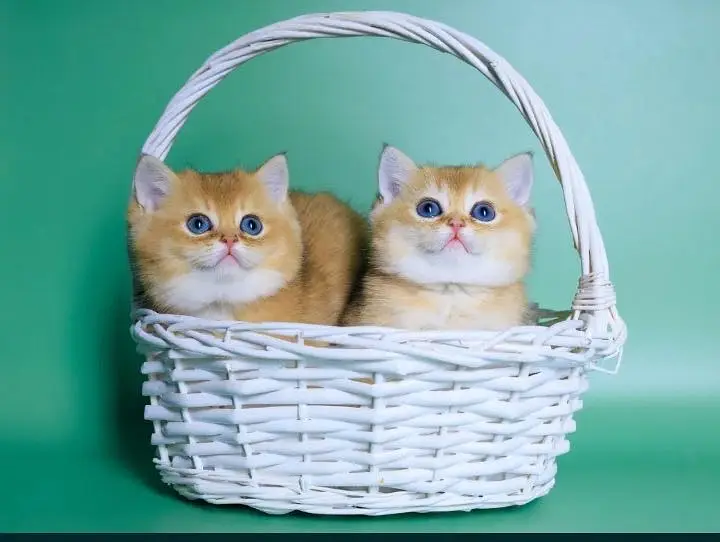 British shorthair — photo 4