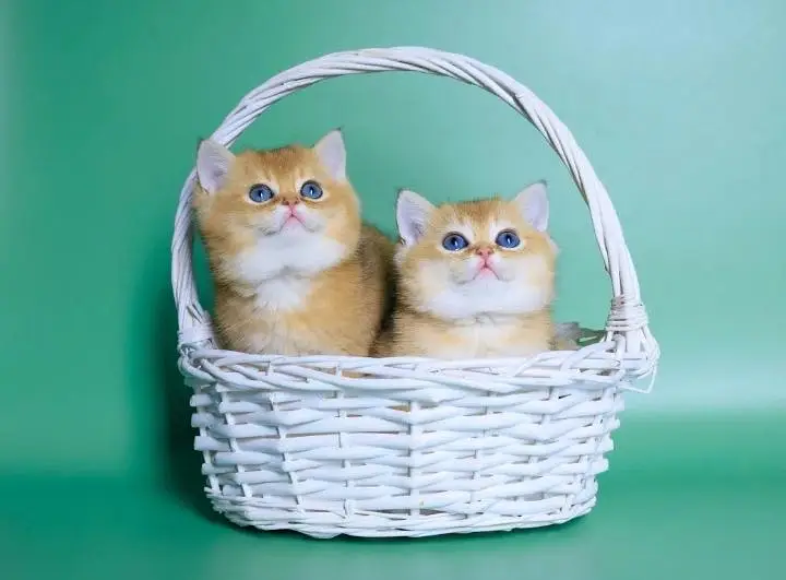 British shorthair — photo 5