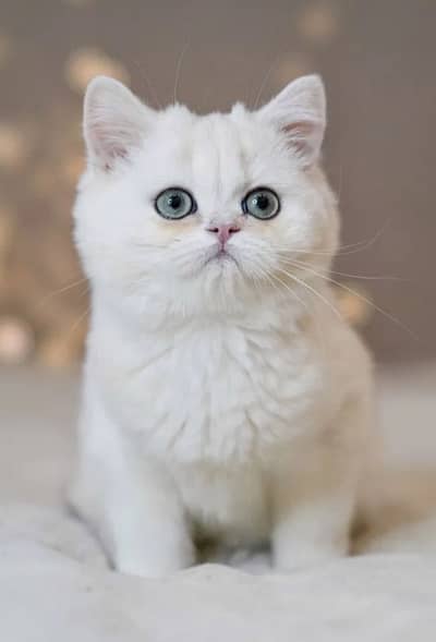 British shorthair