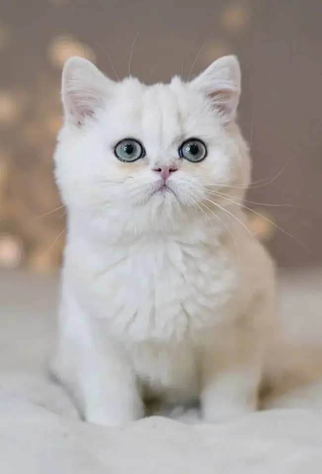 British shorthair