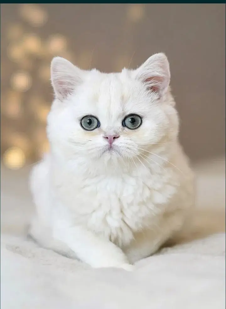 British shorthair — photo 2