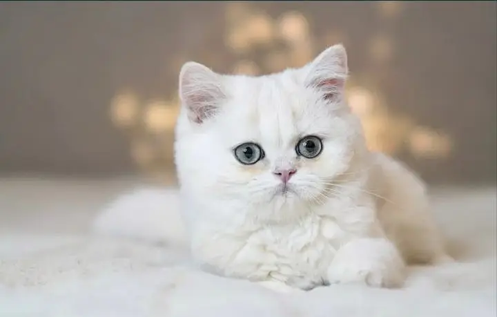 British shorthair — photo 3