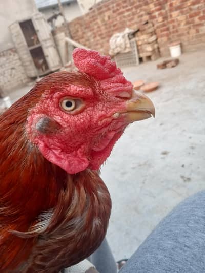 Aseel rooster for sale .