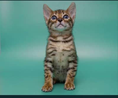 Bengal