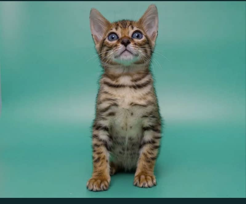 Bengal 0