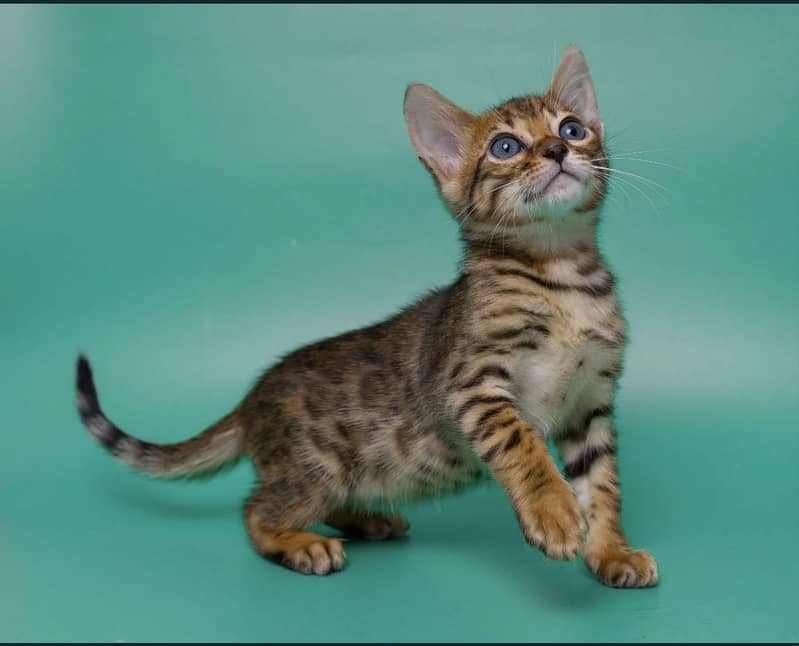 Bengal 1
