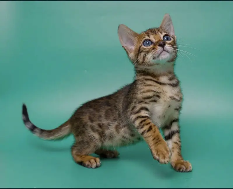 Bengal — photo 2
