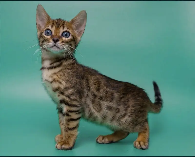 Bengal — photo 3