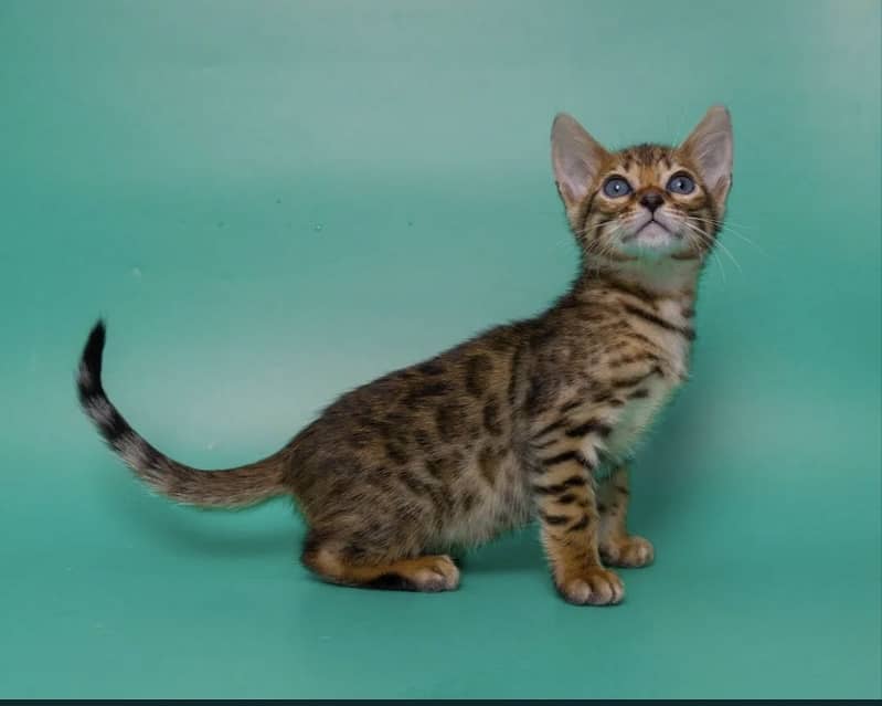 Bengal 3