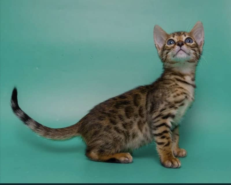 Bengal 5