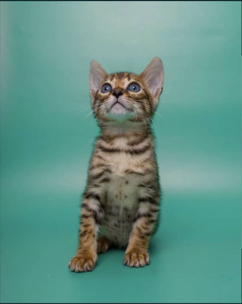 Bengal 6