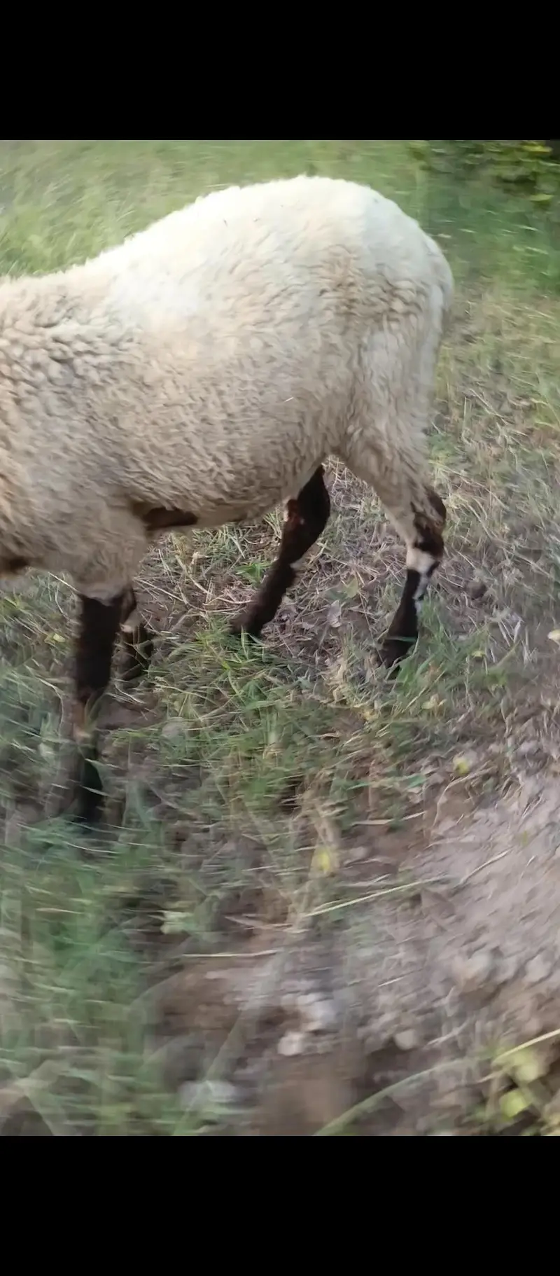Rajan puri active sheep — photo 2