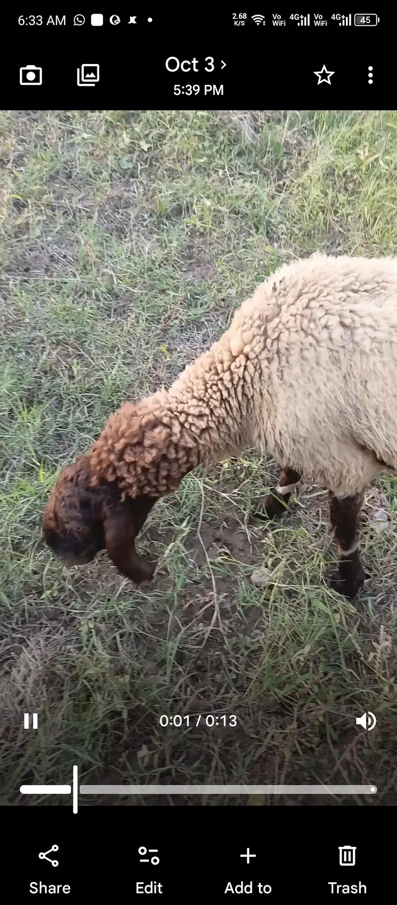 Rajan puri active sheep — photo 3
