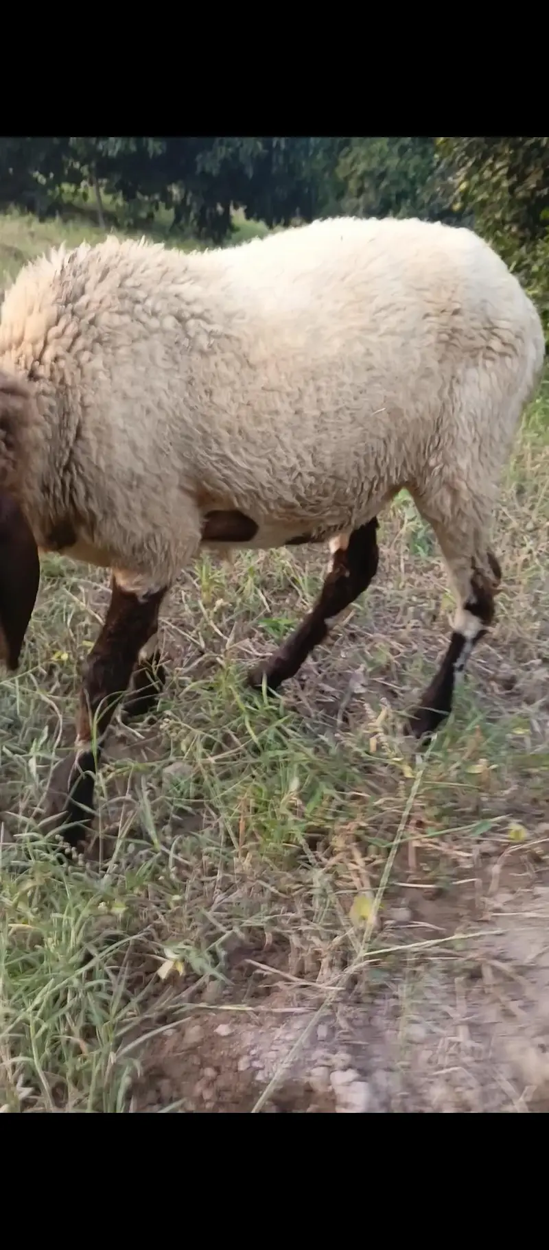 Rajan puri active sheep — photo 4