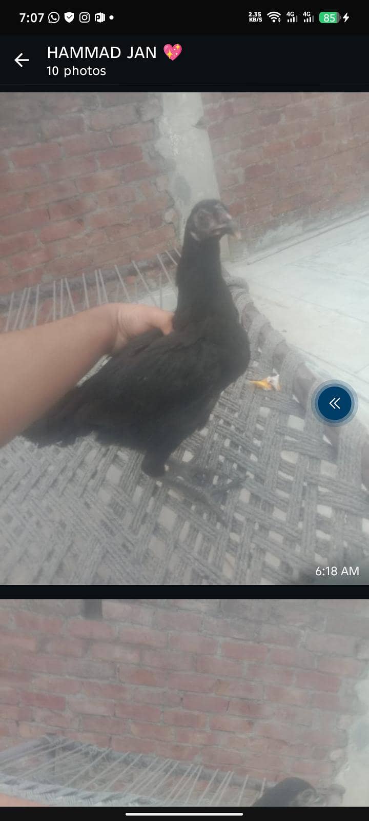 2 pice 0