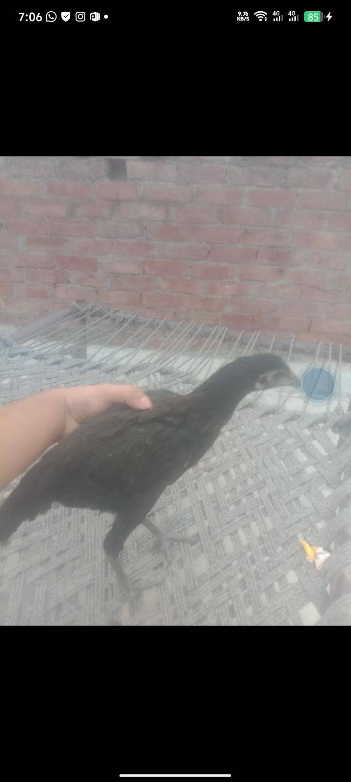 2 pice 4