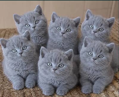 British shorthair