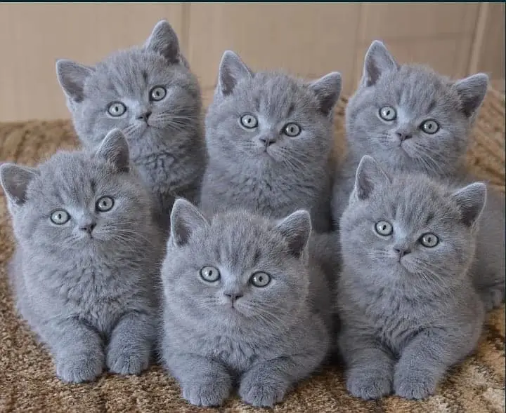 British shorthair