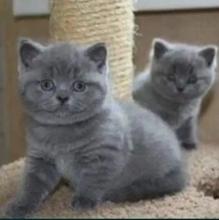 British shorthair — photo 4