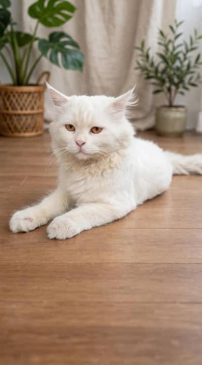 Beautiful cat ghr ki cheez hn acha hn billa cute hn eyes yellow black