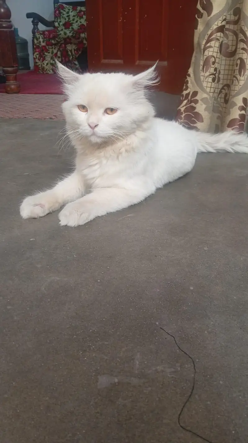 Beautiful cat ghr ki cheez hn acha hn billa cute hn eyes yellow black — photo 4
