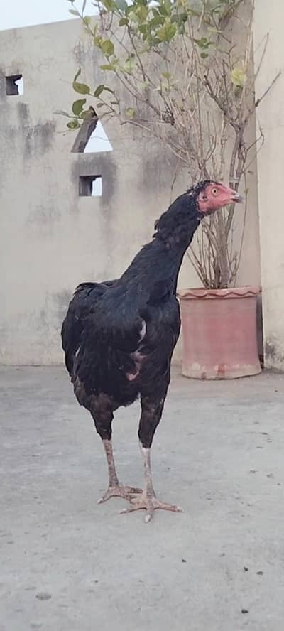 Top Quality 4 Aseel female urgent for sale
